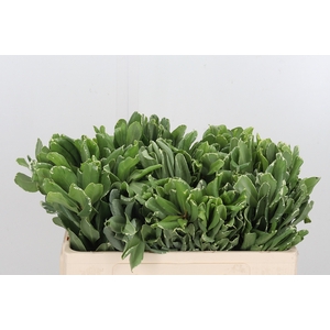 Pittosporum Ilan