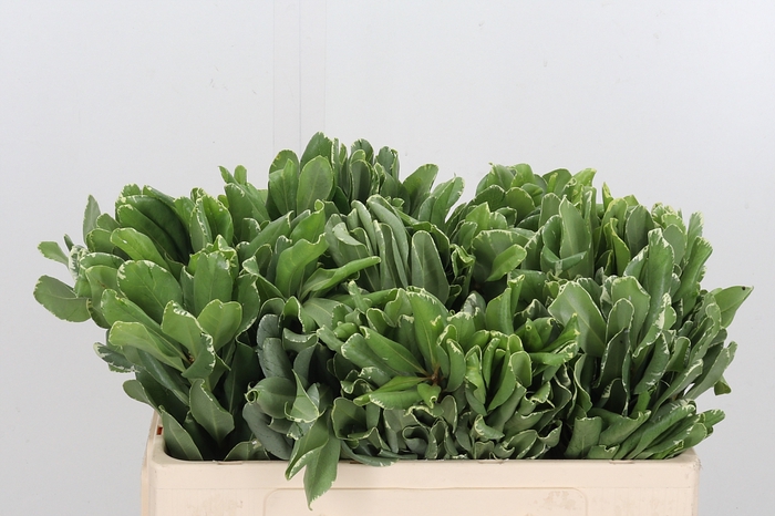 <h4>Pittosporum Ilan</h4>