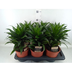 Dracaena frag. 'Compacta'