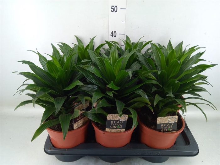 <h4>Dracaena frag. 'Compacta'</h4>