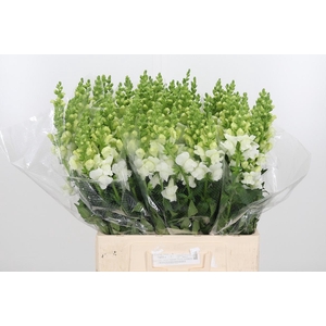 Antirrhinum An White