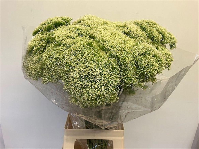 <h4>TRACH LAKE POWELL</h4>