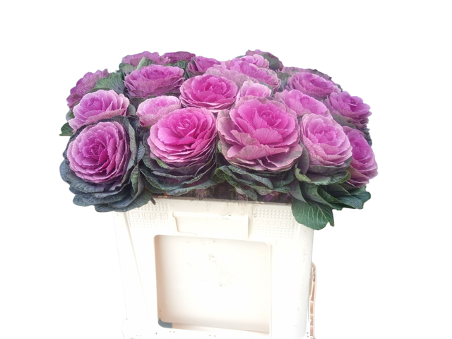 <h4>BRASS RED CRANE</h4>