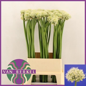 ALLIUM WHITE GIANT