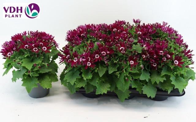 <h4>PERI C SEN RED</h4>