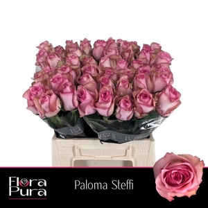 Rosa a grande fleur Paloma Steffi