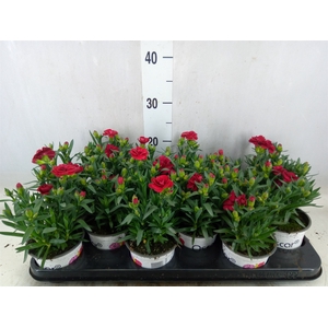 Dianthus  'Oscar Red'