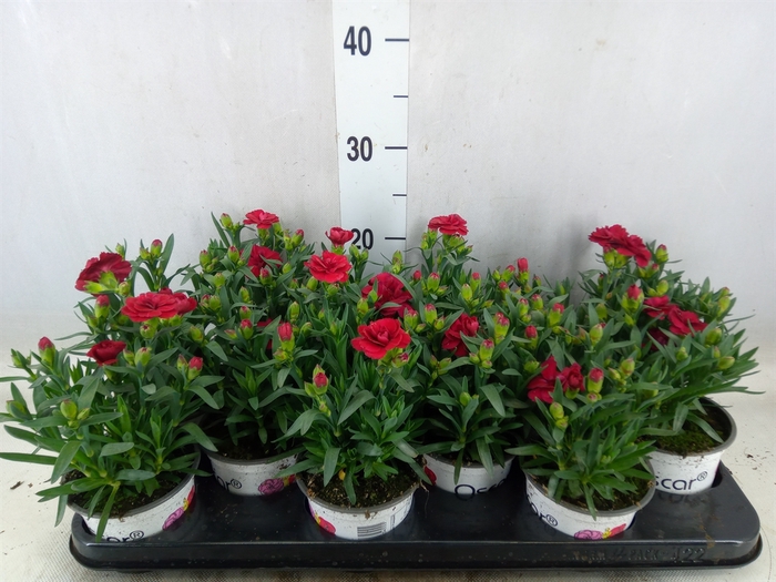 <h4>Dianthus  'Oscar Red'</h4>