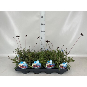 Cosmos atrosang.