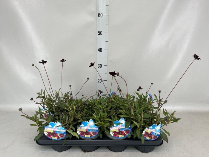 <h4>Cosmos atrosang.</h4>