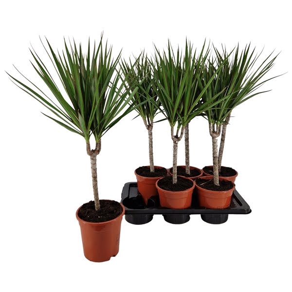 <h4>Dracaena marginata 17 cm</h4>