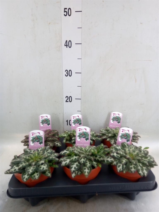 <h4>Primulina dryas 'Little Lina'</h4>
