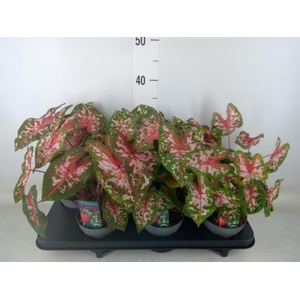 Caladium  'Carolyn Whorton'
