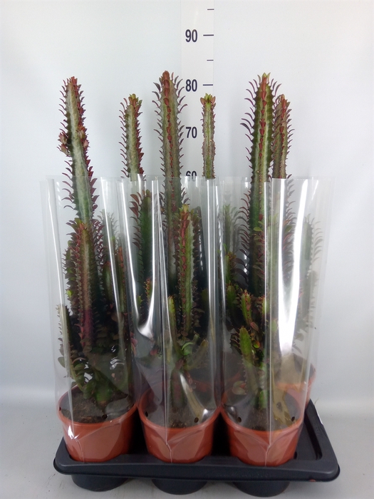 <h4>Euphorbia trigona 'Rubra'</h4>