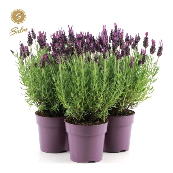 <h4>Lavandula st. 'Anouk'® Collection P12</h4>