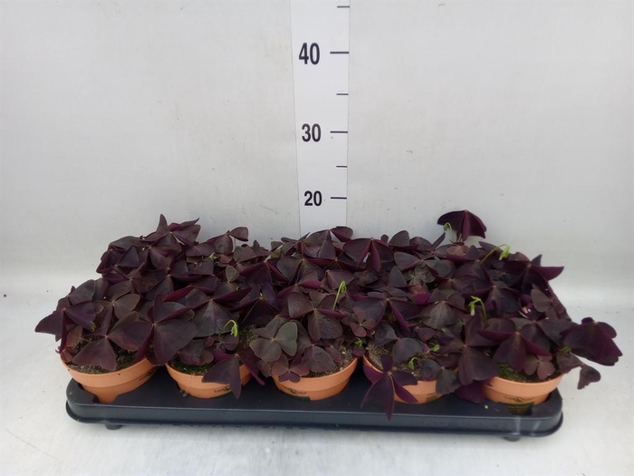 <h4>Oxalis trian.</h4>