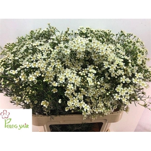 CHAME UN JUPITE MOON