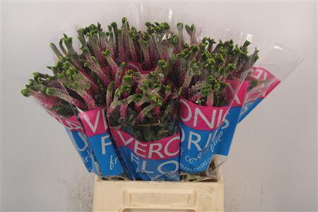 <h4>Veron Smart Bizarre</h4>