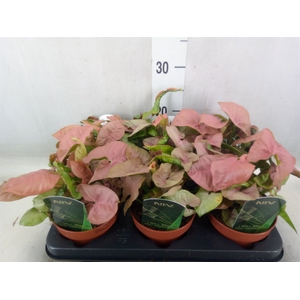 Syngonium podop.