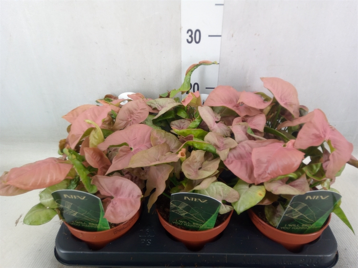 <h4>Syngonium podop.</h4>