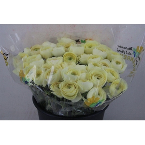 Ran Cloni Ex Commedia