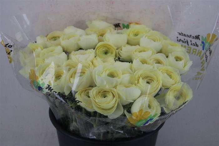 <h4>Ran Cloni Ex Commedia</h4>