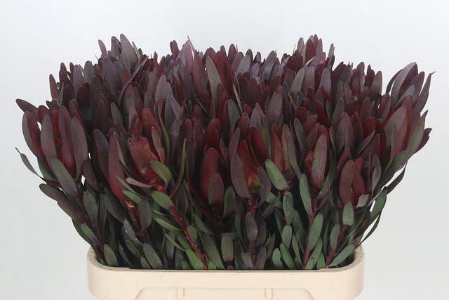 <h4>Leucad Saf Sunset</h4>