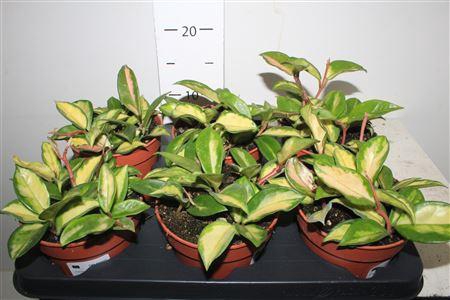<h4>Hoya C Tricolor</h4>
