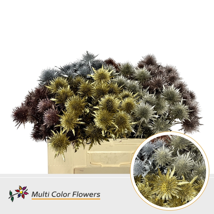 <h4>Eryngium Kerst Metallic Mix</h4>