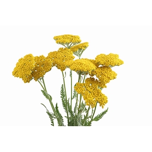 Achillea Coronation Gold Organic