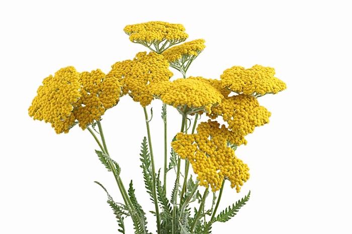 Achillea Coronation Gold Organic