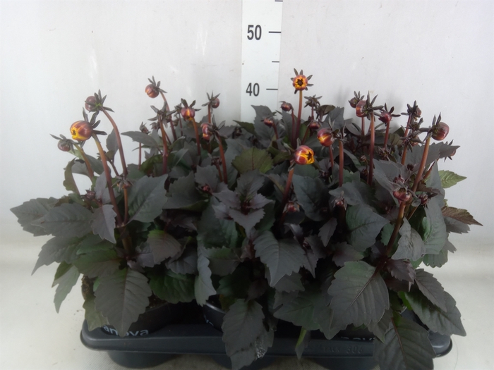 <h4>Dahlia  'Revelation Salmon Bicolor'</h4>