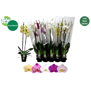 .Phalaenopsis gemengd 5 kleuren