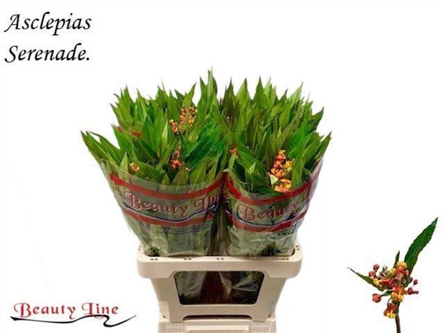 <h4>ASCL C SERENADE</h4>