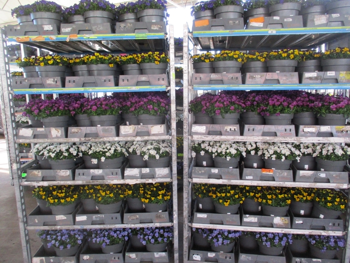 <h4>VIO CO MIXK</h4>