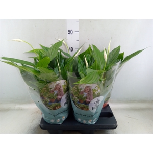 Spathiphyllum  'Pearl Cupido'