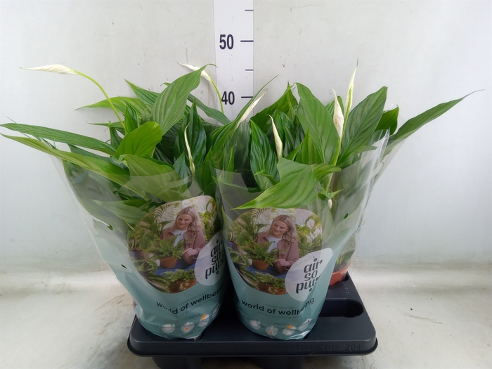 <h4>Spathiphyllum  'Pearl Cupido'</h4>