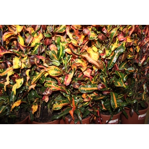 CROTON GINGHA P24