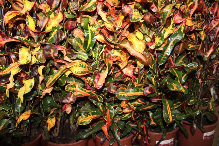 <h4>CROTON GINGHA P24</h4>