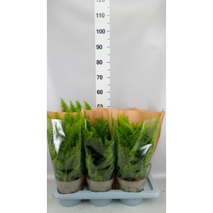 Nephrolepis exal. 'Sonata'