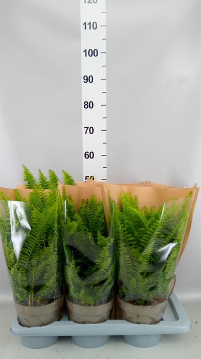 <h4>Nephrolepis exal. 'Sonata'</h4>