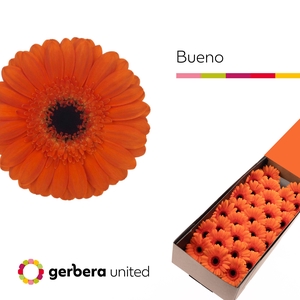 Germini Bueno Doos