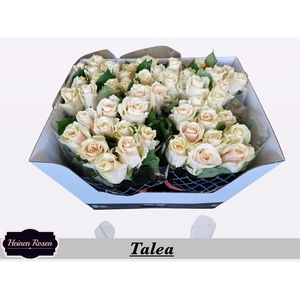 R Gr Talea