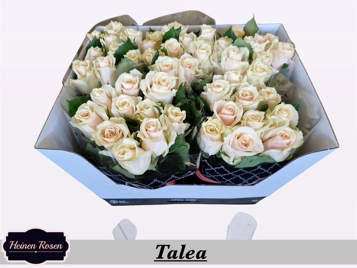 <h4>R Gr Talea</h4>
