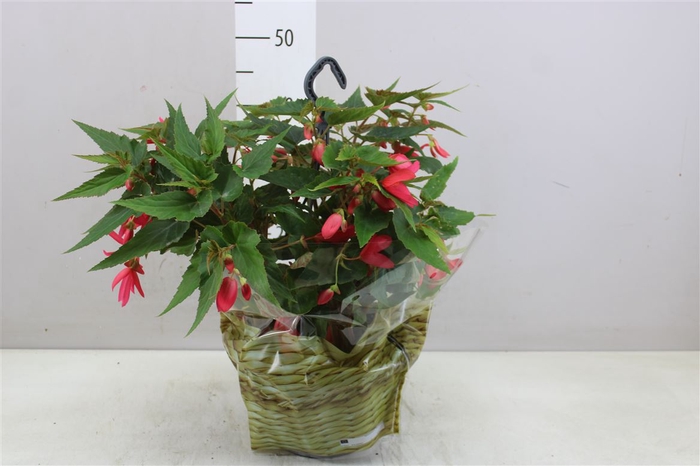 <h4>Begonia Hangpot Red</h4>