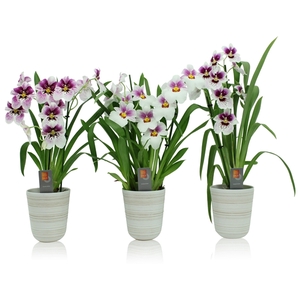 Inca Miltoniopsis 2 spike mix in kraspot wit