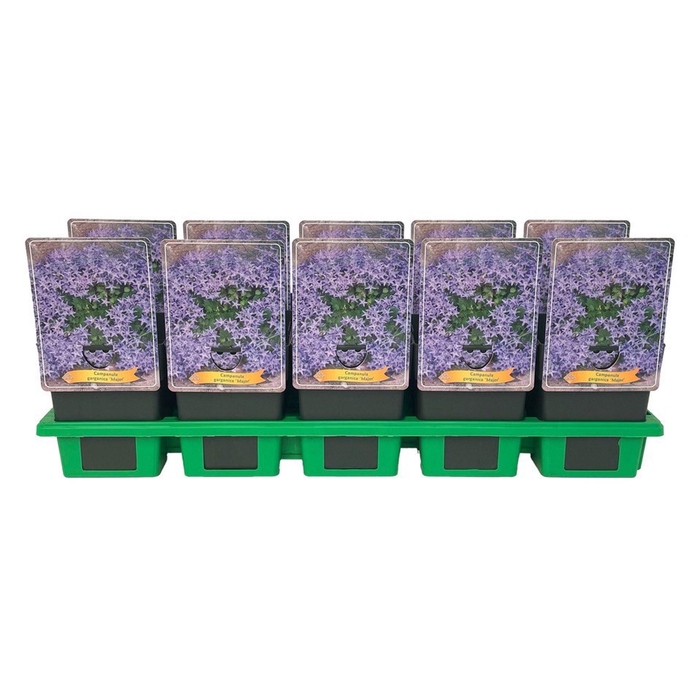 <h4>Campanula garganica</h4>