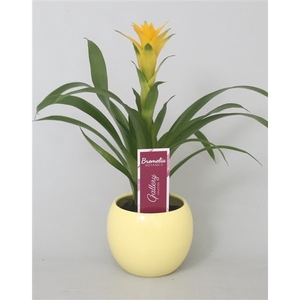 Guzmania 'Desire' in gele bolpot