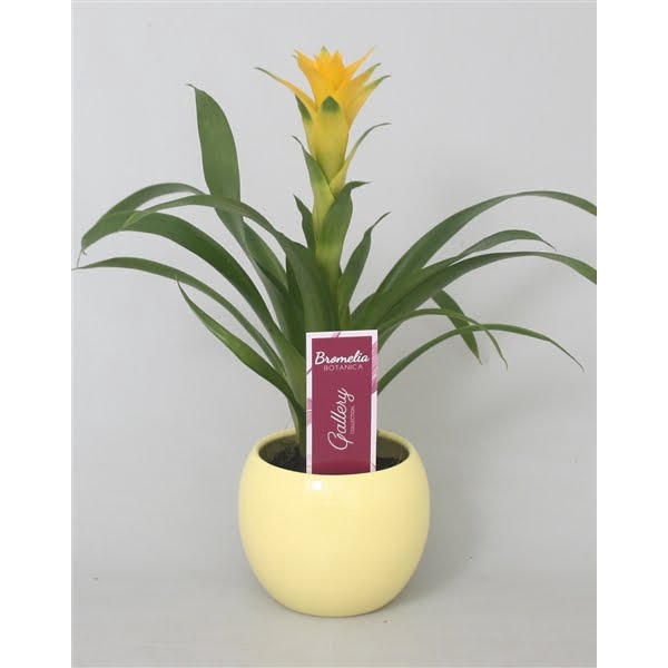 <h4>Guzmania 'Desire' in gele bolpot</h4>