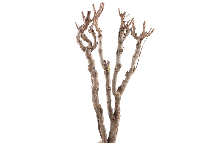 <h4>Syringa Branch Extra Brixel</h4>